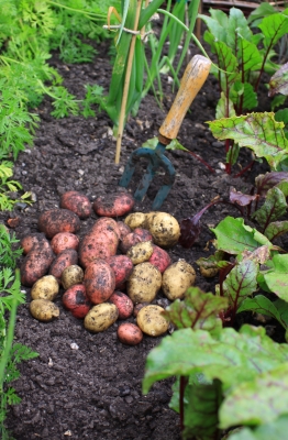 First Potatoes from the Allotment