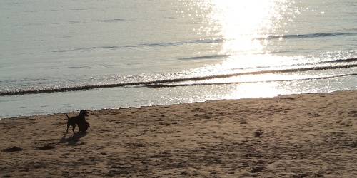 Dog on a beach at sunset - Weston Super Mare