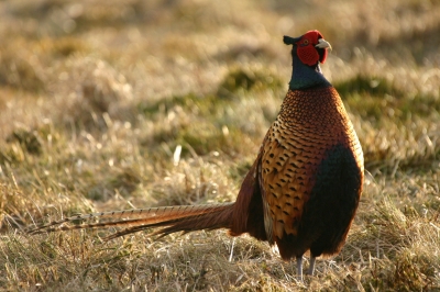 Pheasant in the sun