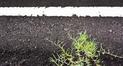 Picture of road with white line and weed