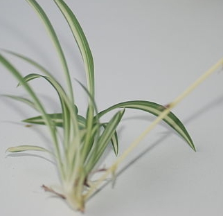 Stolon of a spider plant, close-up